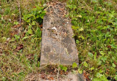 Petlery, Omnium, 2020