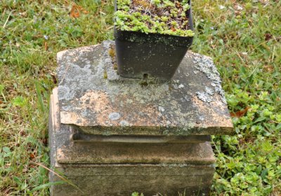 Petlery, Omnium, 2020