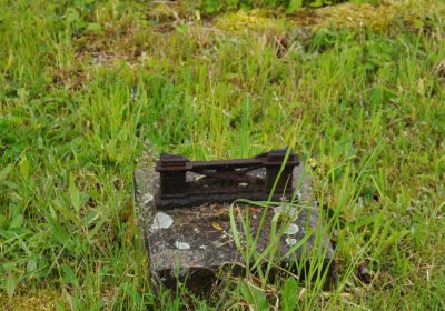 Petlery, Omnium, 2020