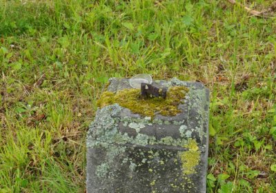 Petlery, Omnium, 2020