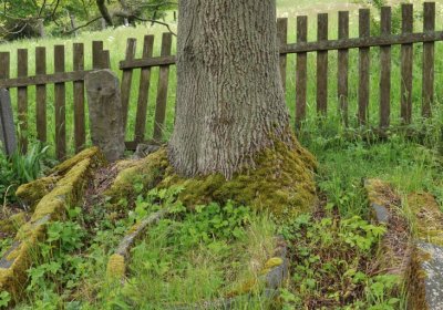 Petlery, Omnium, 2020