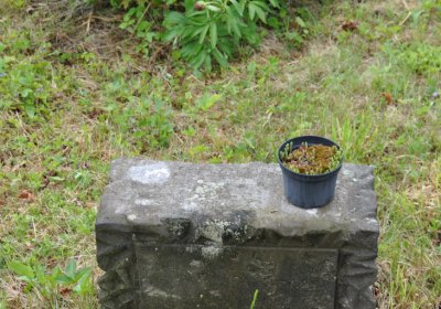 Petlery, Omnium, 2020