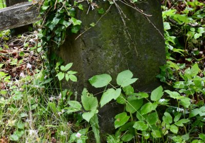 Petlery, Omnium, 2020