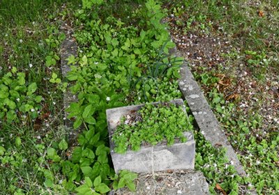 Petlery, Omnium, 2020