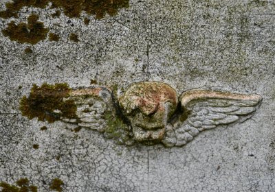 Petlery, Omnium, 2020