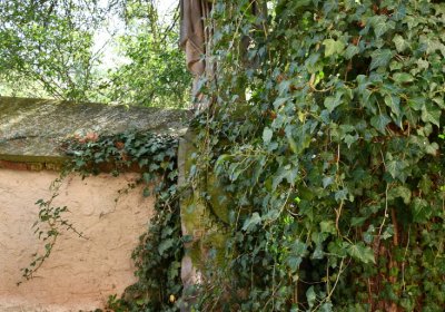 Bílenec, Omnium, 2020