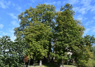 Bílenec, Omnium, 2020