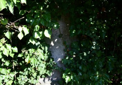 Bílenec, Omnium, 2020