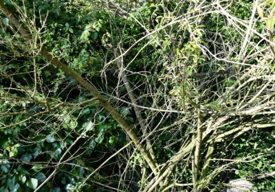 Bílenec, Omnium, 2020