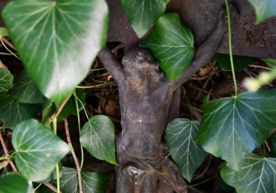 Bílenec, Omnium, 2020