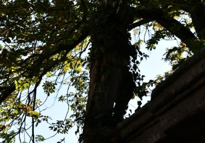 Bílenec, Omnium, 2020