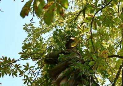 Bílenec, Omnium, 2020