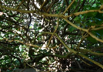 Bílenec, Omnium, 2020