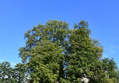 Bílenec, Omnium, 2020