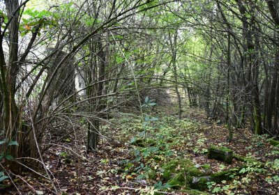 Horní Jiřetín, Omnium, 2020