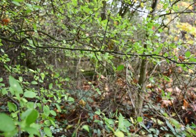 Horní Jiřetín, Omnium, 2020