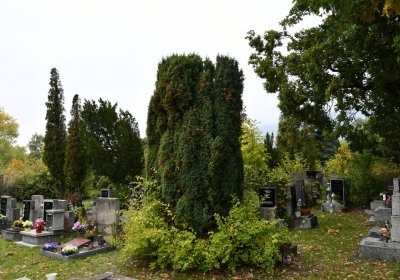 Horní Jiřetín, Omnium, 2020