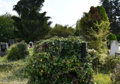 Podbořany k Valovu, Omnium, 2020