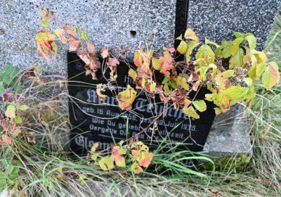 Podbořany k Valovu, Omnium, 2020