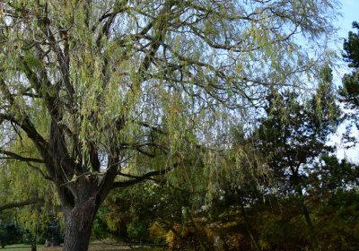 Podbořany městský, Omnium, 2020