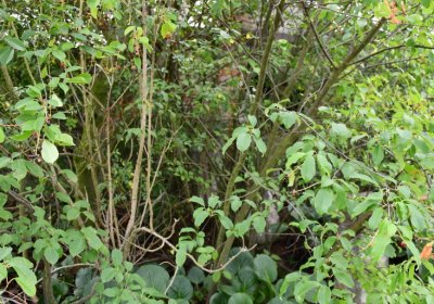 Kněžice obecní, Omnium, 2020