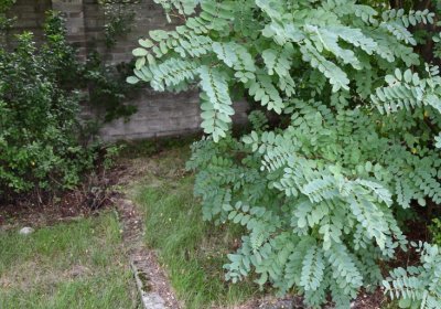 Kněžice obecní, Omnium, 2020