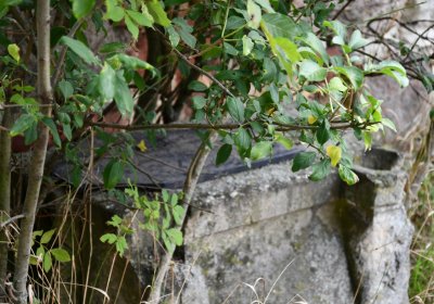 Kněžice u kostela, Omnium, 2020