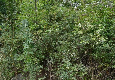 Kněžice u kostela, Omnium, 2020