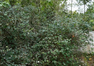 Zlovědice, Omnium, 2020