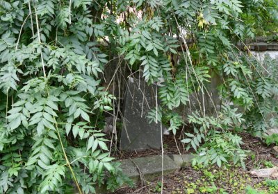 Zlovědice, Omnium, 2020