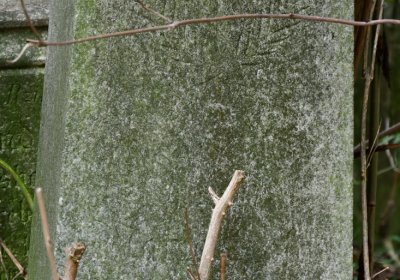 Zlovědice, Omnium, 2020