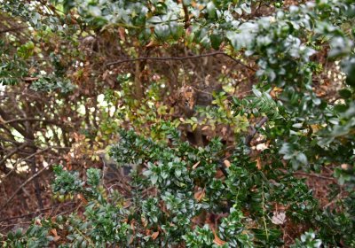 Zlovědice, Omnium, 2020