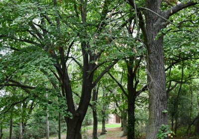 Zlovědice, Omnium, 2020