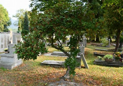 Lom u Mostu, Omnium, 2018