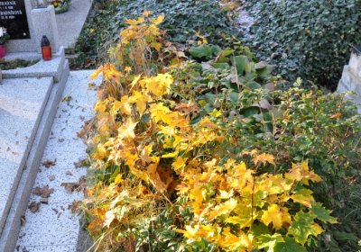 Žatec, Omnium, 2020