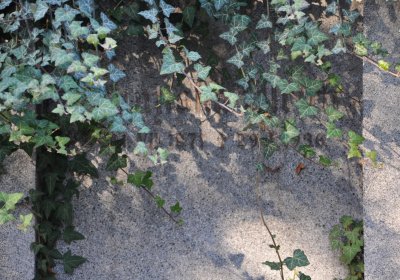 Žatec, Omnium, 2020