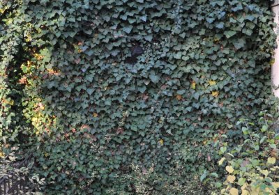 Žatec, Omnium, 2020