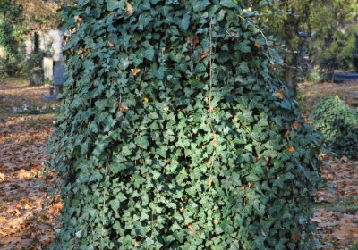 Žatec, Omnium, 2020