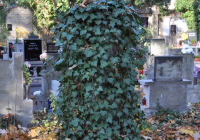 Žatec, Omnium, 2020