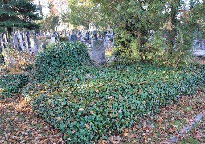 Žatec, Omnium, 2020