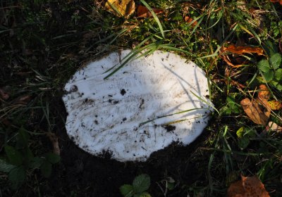 Žatec, Omnium, 2020