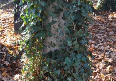 Žatec, Omnium, 2020