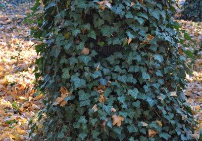 Žatec, Omnium, 2020