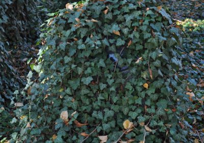 Žatec, Omnium, 2020