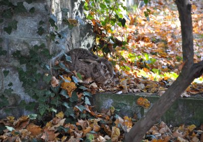 Žatec, Omnium, 2020