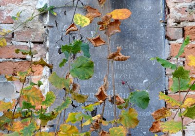 Žatec, Omnium, 2020