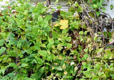 Žatec, Omnium, 2020