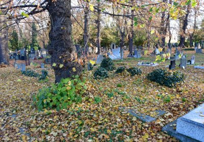 Žatec, Omnium, 2020