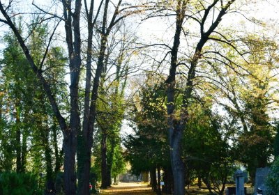 Žatec městský, Omnium, 2020