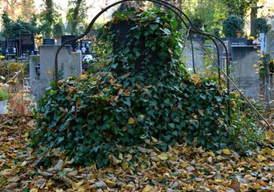 Žatec městský, Omnium, 2020